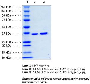 STING H232 variant; SUMO-tagged (human recombinant)