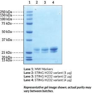 STING H232 variant (human recombinant)