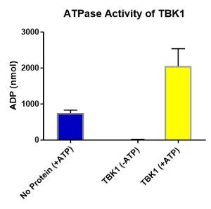 TBK1 (human recombinant)