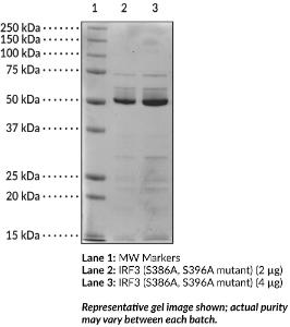 IRF3 (S386A, S396A mutant; human recombinant)