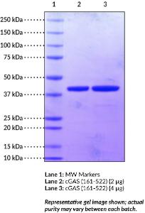 cGAS (161-522) (human recombinant)