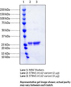 STING A162 variant (human recombinant)