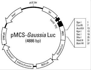 Pierce™ Gaussia Luc Vector for Luciferase Assays, Expression Vectors, Thermo Scientific