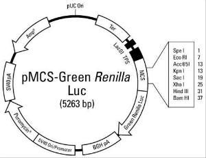Pierce™ Green Renilla Luc Vector for Luciferase Assays, Expression Vectors, Thermo Scientific