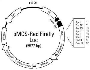 Pierce™ Red Firefly Luc Vector for Luciferase Assays, Expression Vectors, Thermo Scientific
