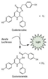 Pierce™ Renilla Luciferase Glow Assay Kit, Thermo Scientific