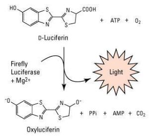 Pierce™ Firefly Luciferase Flash Assay Kit, Thermo Scientific