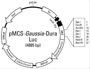 Pierce™ Gaussia-Dura Luc Vector for Luciferase Assays, Expression Vectors, Thermo Scientific