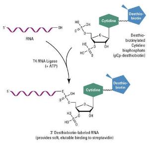 Pierce™ RNA 3' End Desthiobiotinylation Kit, Thermo Scientific