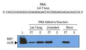 Pierce™ RNA 3' End Desthiobiotinylation Kit, Thermo Scientific