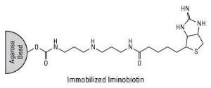 Pierce™ Iminobiotin Agarose, Thermo Scientific
