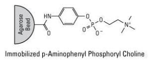 Pierce™ Immobilized p-Aminophenyl Phosphoryl Choline Agarose, Thermo Scientific