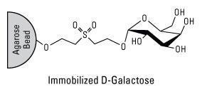 Pierce™ D-Galactose Agarose, Thermo Scientific