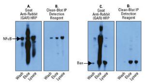 Pierce™ Clean-Blot™ IP Detection Reagents and Kits, Thermo Scientific