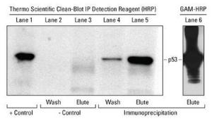 Pierce™ Clean-Blot™ IP Detection Reagents and Kits, Thermo Scientific
