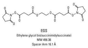 EGS [Ethylene glycolbis(succinic acid-N-hydroxysuccinimide ester)], Pierce™