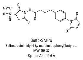 Sulfo-SMPB (Sulfosuccinimidyl 4-(4-maleimidophenyl)butyrate), Pierce™