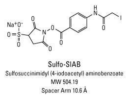 Sulfo-SIAB (Sulfosuccinimidyl (4-iodoacetyl)aminobenzoate), Pierce™