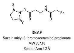 SBAP (Succinimidyl 3-(bromoacetamido)propionate), Pierce™