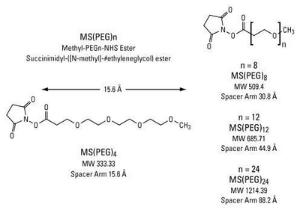 Pierce™ Pegylation Reagents, MS(PEG)n Methyl-PEG-NHS-Esters, Thermo Scientific