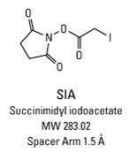 SIA (N-Succinimidyl iodoacetate)