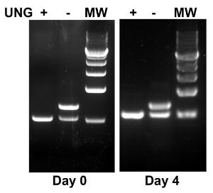 Uracil-DNA Glycosylase, VWR®