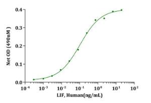 LIF, Human