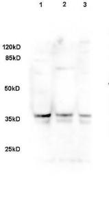 Anti-DLK1 Rabbit Polyclonal Antibody