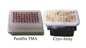 Paraffin Tissue Microarrays, Electron Microscopy Sciences