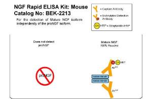 NGF Rapid ELISA Kit: Mouse