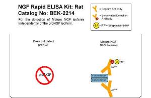 NGF Rapid ELISA Kit: Rat