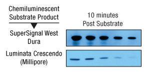SuperSignal® West Dura Extended Duration Chemiluminescent Substrate, Thermo Scientific