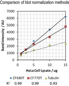 VersaBlot™ CF®680T and CF®770T Total Protein Normalization Kits sho better linearity compared to antibody-based labeling of housekeeping proteins.