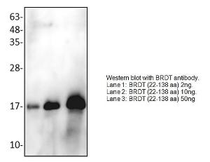 Anti-BRDT Rabbit Polyclonal Antibody