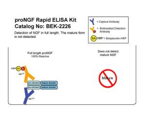 proNGF Rapid ELISA Kit: Human