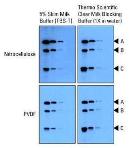 Pierce™ Clear Milk Blocking Buffer (10X), Thermo Scientific