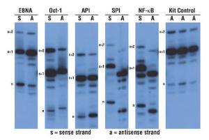 Pierce™ Biotin 3' End DNA Labeling Kit, Thermo Scientific