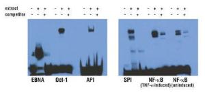 Pierce™ Biotin 3' End DNA Labeling Kit, Thermo Scientific