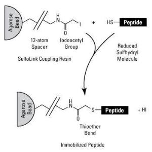 Pierce™ SulfoLink™ Immobilization Kit for Peptides, Thermo Scientific