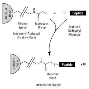 Pierce™ UltraLink™ Iodoacetyl Resin, Affinity Purification Resins, Thermo Scientific