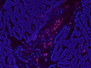 Paraffin section of involuting rat mammary gland stained with CF594 TUNEL assay kit. TUNEL-positive cells are red, nuclei are counterstained blue with DAPI.