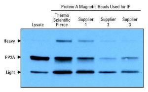 Pierce™ Protein Magnetic Beads, Protein A, Protein G, Thermo Scientific