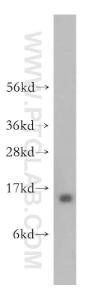 Anti-HMGN4 Rabbit Polyclonal Antibody