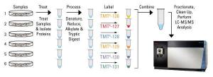 Pierce™ TMTzero™ Protein Quantitation Reagent, Thermo Scientific
