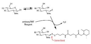Pierce™ aminoxyTMTsixplex™ Label Reagent Set, Thermo Scientific