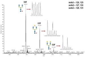 Pierce™ aminoxyTMTsixplex™ Label Reagent Set, Thermo Scientific