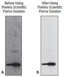 Pierce Erase-It® Background Eliminator Kit, Thermo Scientific
