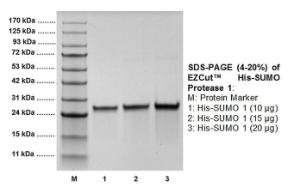 Yeast Recombinant SUMO Protease 1 (from <i>Escherichia coli</i>)