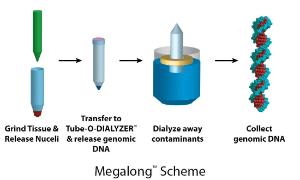 MegaLong™ for High Molecular Weight DNA Isolation, G-Biosciences
