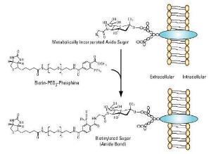 Pierce™ EZ-Link™ Azide Reactive Biotinylation Reagents, Thermo Scientific